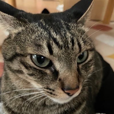 Y3KYMc9PSfeEPBF's profile picture. 2020年5月から、にゃん達と暮らしています☺️ 6歳になりました。かわいい‼️仕事は医療系。