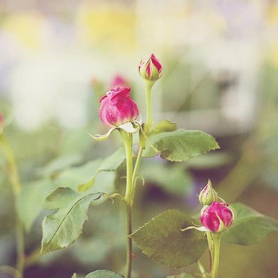 tjnorrisx11x19's profile picture. 