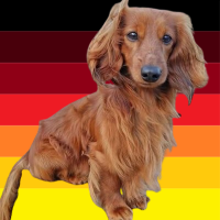 Stolzer Dackel (@langhaar1731916) 's Twitter Profile Photo Stolzer Dackel (@langhaar1731916) 's Twitter Profile Photo