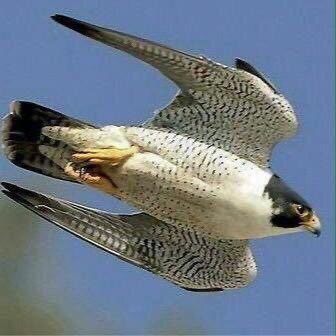 hamad38258288's profile picture. 