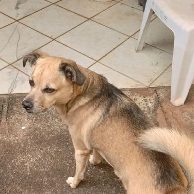 AkikoIshy's profile picture. 