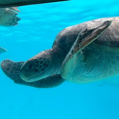📱ガジェット好き大学生| 気になったモノをレビューしてます✍️ 副業で月5万目指して挑戦中💻 #楽天ROOM 更新中! https://t.co/zJ7WIOSU93