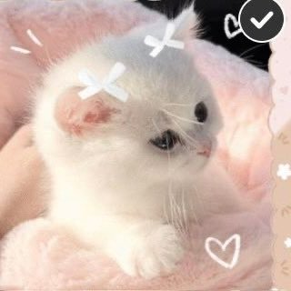 モンハンサンブレ¦あつ森¦スプラ¦ログレス w12¦モンスト¦ポケモン色々¦マイクラ¦基本ソロですが誘っていただければお供させて頂きます✌︎◜. ̫.◝