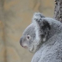 kaaanazoo🧚 (@kaaaaaaanaap) 's Twitter Profile