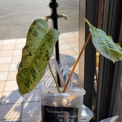 oyaoya_log's profile picture. ✍️プライベートからお仕事まで、雑多に収集させてもらうアカウントです