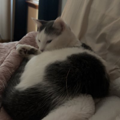 Aaliyahpruitt21's profile picture. 