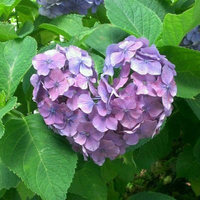 手毬 (@temari_orix) / Posts / X