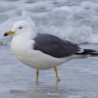 umimeco_009's profile picture. 疑問などつぶやくのです。