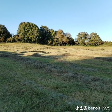 niowri's profile picture. 🇨🇵🌽🌾🌾🌽🇨🇵