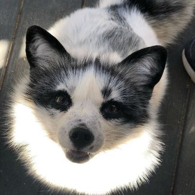 _kotaroy's profile picture. Foxes r so cool dudee!!! XD