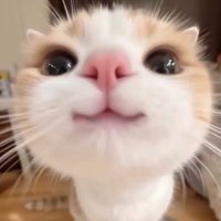 ^..^♩ (@chaka_sunghoon) Twitter profile photo