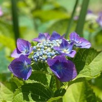 はずき (@hmh82ha) 's Twitter Profile