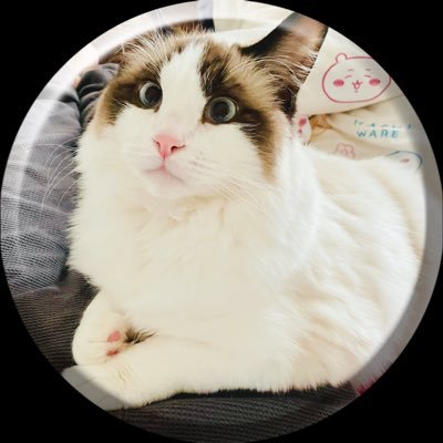 kng_nakata's profile picture. Machine Learning, Computer Vision