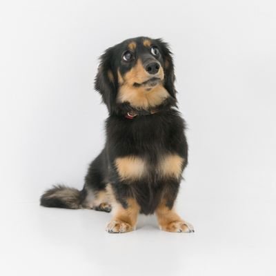 satsu_gatsu's profile picture. 37👫40🐶🐶.治療2021〜.片側卵管留水腫·AMH1.2·胚盤胞できない·不育症·習慣流産(3回)·VD不足·高プロラクチン。不育症検査＆夫問題無し。不妊治療を理由に1年半休職→復職。37w逆子→38w頭位に戻るも41w緊急帝王切開👶🏻8回目の移植で7月30日出産しました🎂