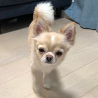 PopupJPN (@popupjpn) 's Twitter Profile