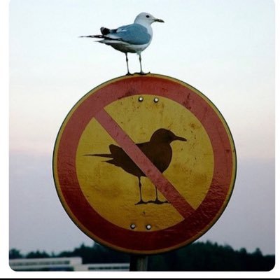 mot_own's profile picture. Free Palestine