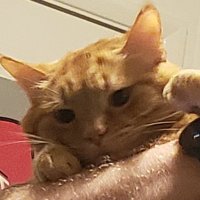 SoundwaveSimper9000 (@bestsimperoftf) 's Twitter Profile Photo SoundwaveSimper9000 (@bestsimperoftf) 's Twitter Profile Photo