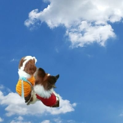 kotorinisemono's profile picture. yogibo🌹Versailles Resort Farm支援
🌹ローズキングダム支援🐎)
ノルマンディー( スターズファンド)
やってます。