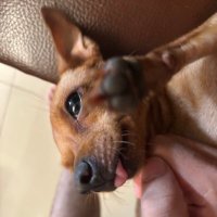 convitmaunaugaugaugau (@convitnaugaugau) 's Twitter Profile