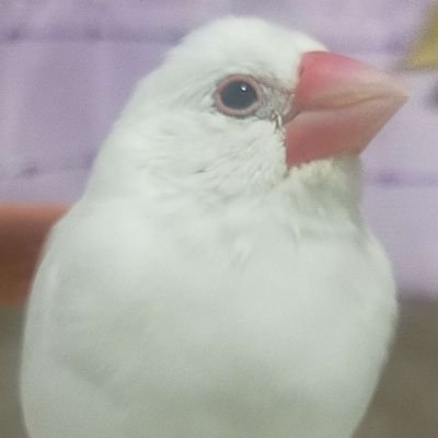 にゃる✌️さんのプロフィール画像