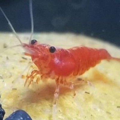noot ⛲さんのプロフィール画像