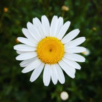 agatha | random ❀ (@agatonkv) 's Twitter Profile