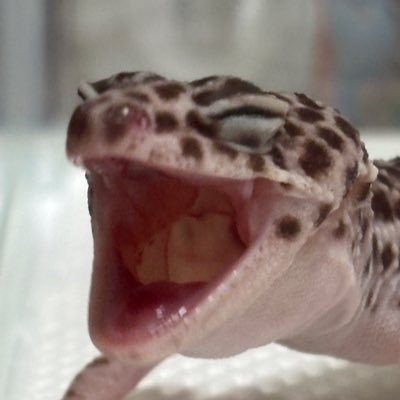 kwii_enf's profile picture. 爬虫類初心者𓆈無言フォロー失礼します🙏🏻爬虫類好きさんと繋がりたいです🙌🏻