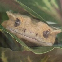 Nemo (@nemtile) 's Twitter Profile