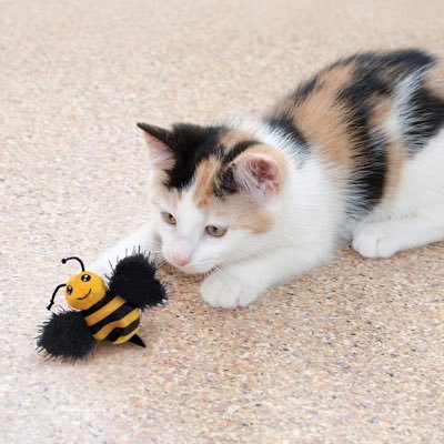 Claudia🐈さんのプロフィール画像