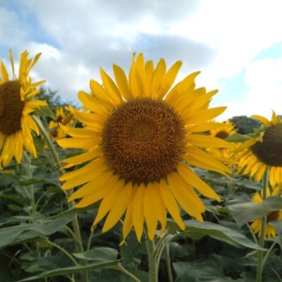 ir8dori's profile picture. 