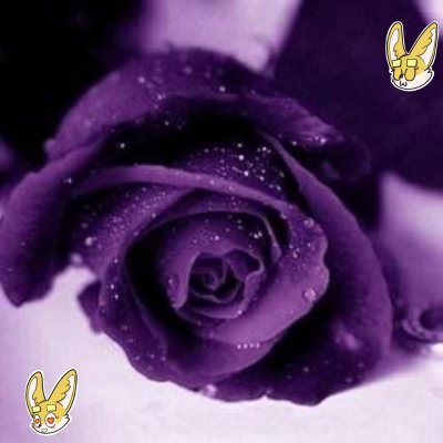 sriiharyan's profile picture. Sahara #0115241