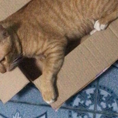 TthanapornM's profile picture. 