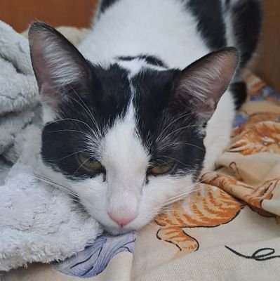 greenlemongayde's profile picture. 🫶🏻