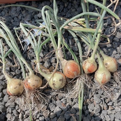 2024年の夏に家庭菜園を始めました。主にプランター栽培🌱日々の記録を残します。ブログは下のURLから📝