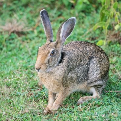 arckosmonutz's profile picture. 