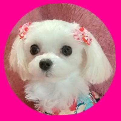 scaryscary0220's profile picture. マルチーズの可愛さを伝えたい💕
ふわっち配信アカウントです🐶スパムは即報告ブロックします⚠️ 《かあさんは還暦間近で肺気腫になった元美容師、現トリマー&マルチーズブリーダーで吉川晃司の大ファン😎剣道五段》　☆🐿️　https://t.co/ExWmyPZggf