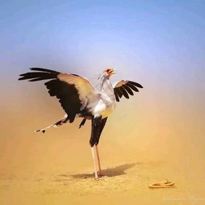 لو كانت التفاهه تقتل صاحبها لمات صحفيو وصحفيات الكيزان وأبواقهم وبلابستهم ومن تبقى منهم لتواري خجلا .