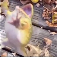 ZENI (@zenii_mr) 's Twitter Profile