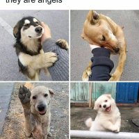 pups N' 😺 (@amazingpupp) 's Twitter Profile