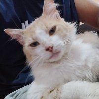 Gabrielz (@delphacodes_ku) 's Twitter Profile