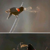 Khalid Usman (@apskhalid) 's Twitter Profile