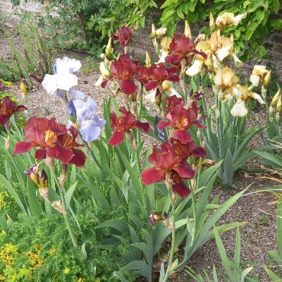 Playwright & dog-mother. Produced theatre & films. Former stage manager. My podcast of comedy plays/poems/monologues etc is at https://t.co/KBck9gMK09