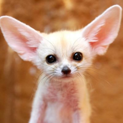 hcw7x's profile picture. The hounds of love are calling