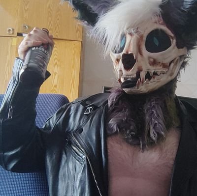 DingoHusky's profile picture. 