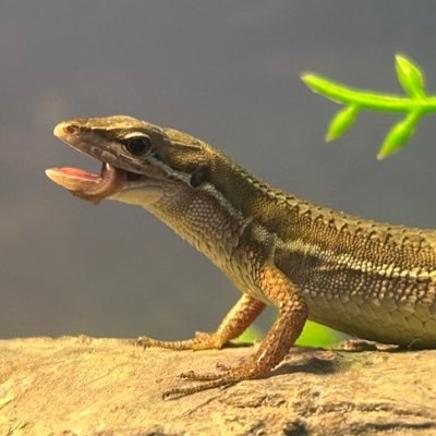 hiro47978786's profile picture. 息子のカナヘビ飼いたいからはじまり、結構はまってます。癒される〜w無言フォロー失礼しますm(_ _)m
