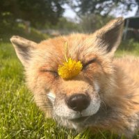 Ёлка (@yolkathefirtree) 's Twitter Profile Photo