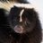 caninezspam's profile image