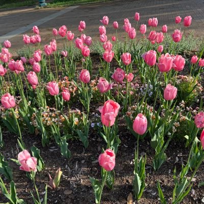 tapiokalululun's profile picture. 🤍