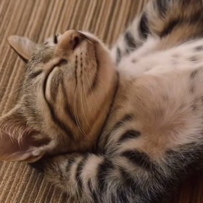 youngcat69's profile picture. 