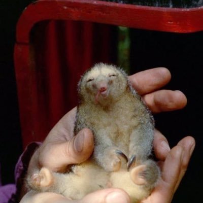 Babushka31415's profile picture. symantax